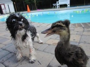 Duck&Dog